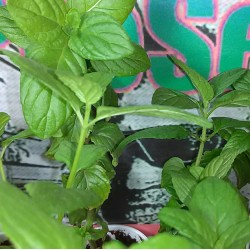 Spearmint